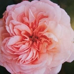 Meet your Posher, Cassandra